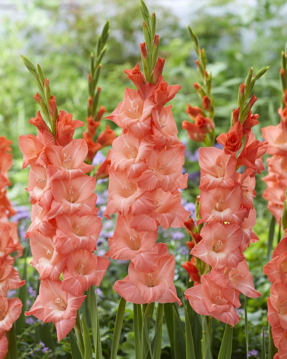 Gladiolus 'Lia'